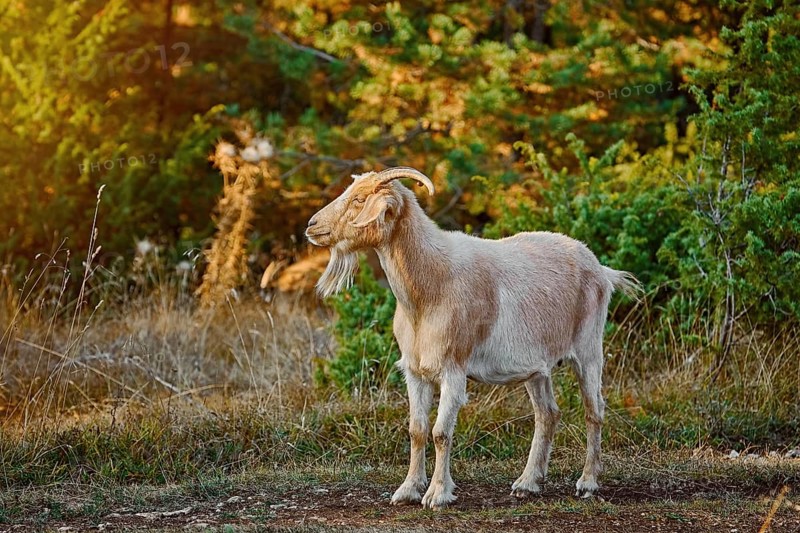 Domestic Goat with Horns (Capra Aegagrus Hircus) Yagodina, Devin, Bulgaria, Europe