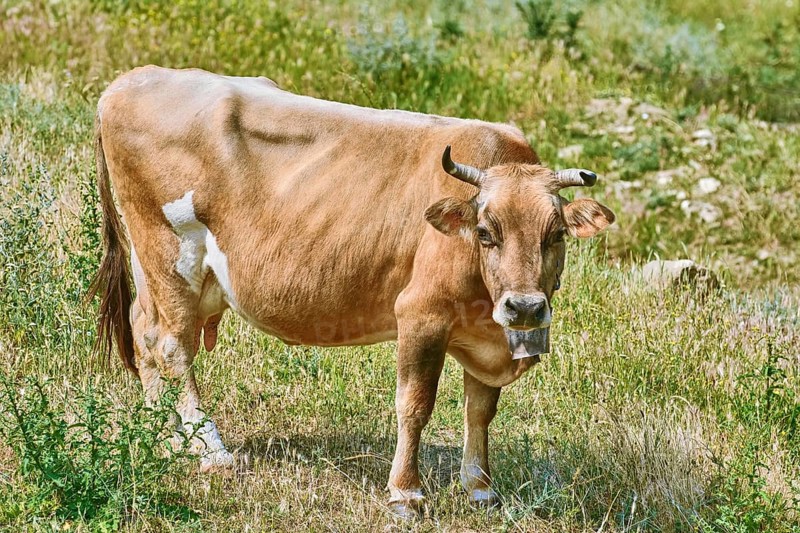 Brown cow with cowbell on the pasture Prosenik, Bulgaria, Europe