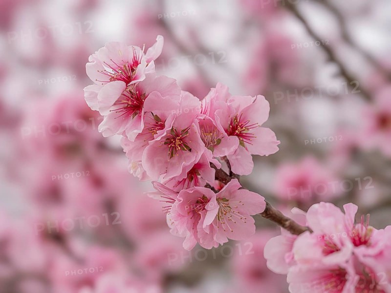 Peach blossoms (Prunus persica), Gimmeldingen, Neustadt an der Weinstraße, Rhineland-Palatinate, Germany, Europe