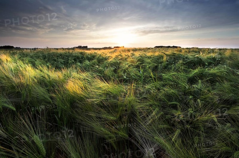 Sunshine over wheat field in summer