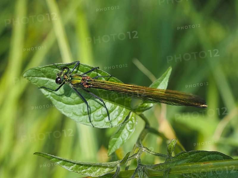 Odonates (Odonata), blurred background, North Rhine-Westphalia, Germany, Europe
