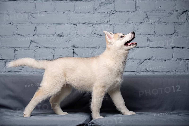 An active cheerful puppy of the age of two and a half months, a female of the light red husky breed is having fun in the living room on a grey sofa in a stylish flat. Fawn siberian husky baby