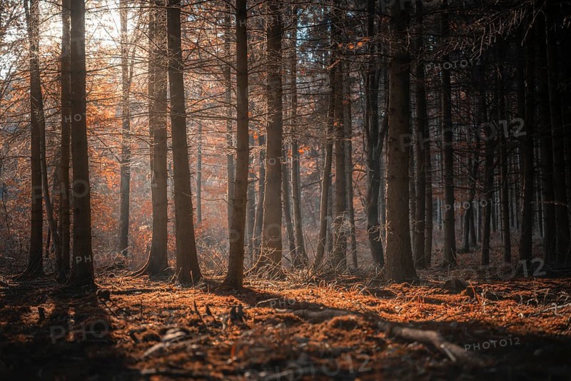 Fall scenery with a shadowed forest and beam of light from the morning sun, shining through autumn trees, on a sunny day of October, in Germany