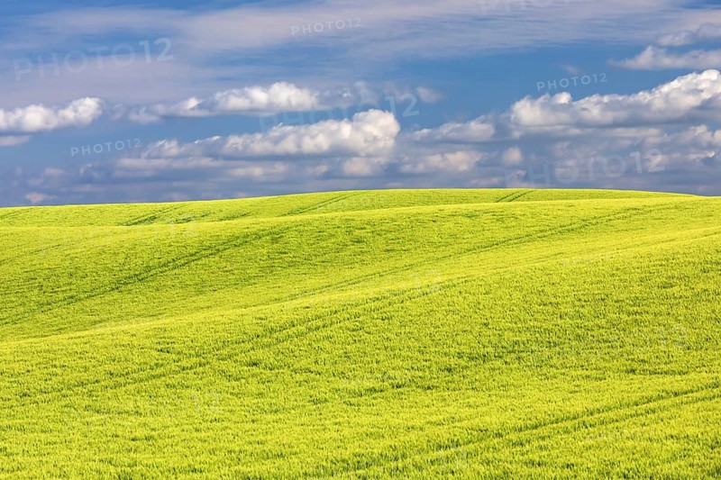 Field of barley in spring in the Holsteinische Schweiz in the district of Plön in Schleswig-Holstein, Germany. Field of barley in the Holsteinische Schweiz in Schleswig-Holstein, Germany, Europe