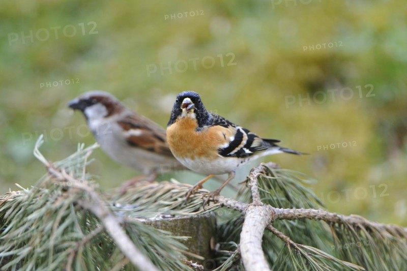 Brambling male on a pine branch. Brambling male on a branch