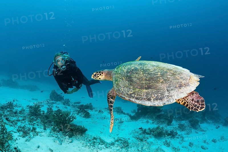 Hawksbill sea turtle and diver, Eretmochelys imbricata, North Male Atoll, Maldives, Asia