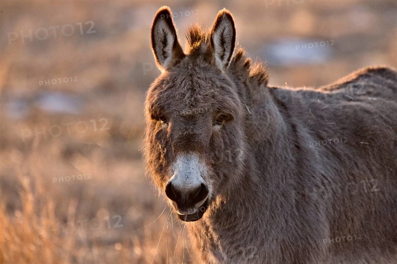 Donkey aat Sunset in Saskatchewan Canada rim light