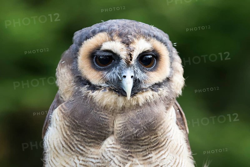 A Malayan owl in front view