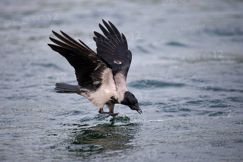 A hooded crow catches a fish in flight