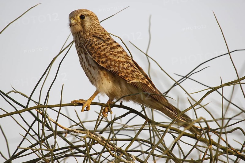 Common Kestrel, Bird sanctuary, Gujarat, India, Asia