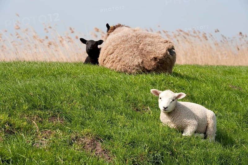 Sheep with lambs on the dike in Holland