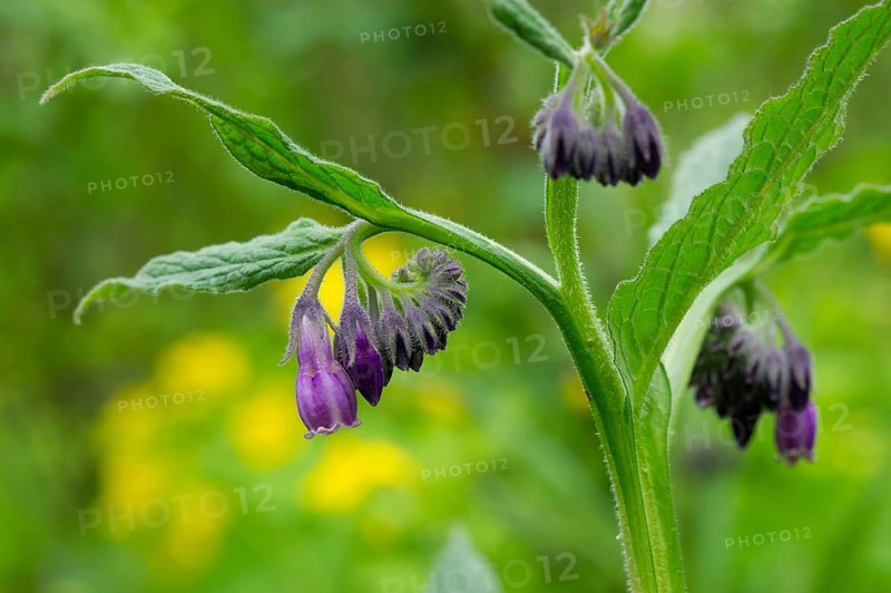 Flower of a purple comfrey