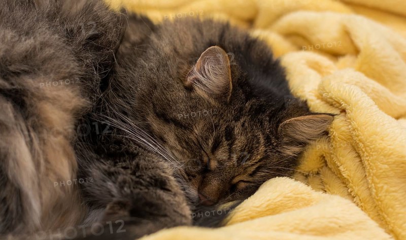 Little house cat sleeping in a soft yellow blanket