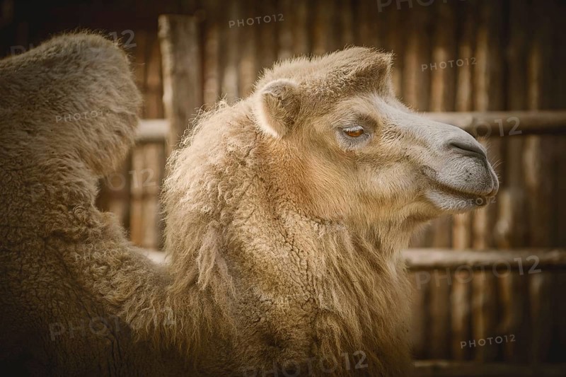 Close up Portrait of Camel over the Dark Background Varna, Bulgaria, Europe