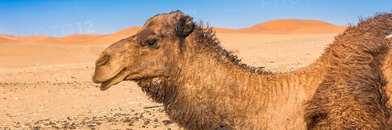 Merzouga in the Sahara Desert in Morocco. Afica. Web banner in panoramic view