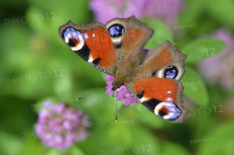 Peacock butterfly on a flower, Peacock butterfly on a flower