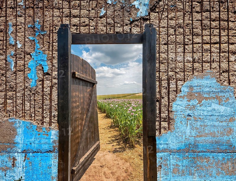 Gate in an Opium poppy field, Germerode, Werra-Meissner district, Hesse, Germany, photomontage, Europe