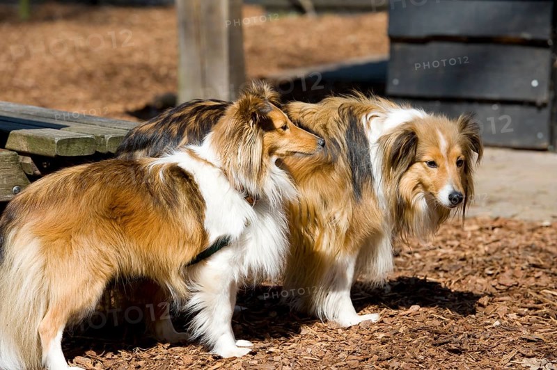Two pure breed Shetland Sheltie dogs outdoor in sunshine