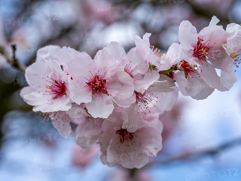 Almond blossom (Prunus dulcis), Maikammer, Rhineland-Palatinate, Germany, Europe