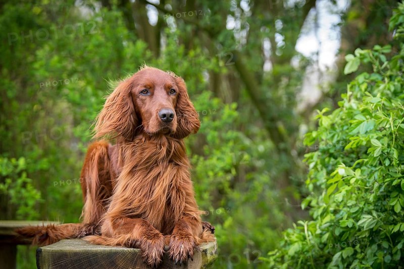 Irish Setter on a garden bench