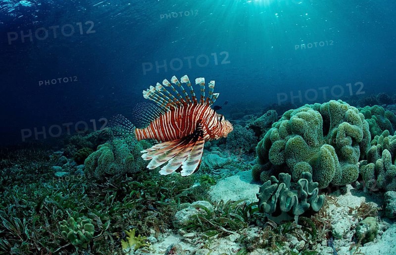 Common lionfish over seagrass, Pterois volitans, Indonesia, Raja Ampat, Irian Jaya, West Papua, Indian Ocean, Asia