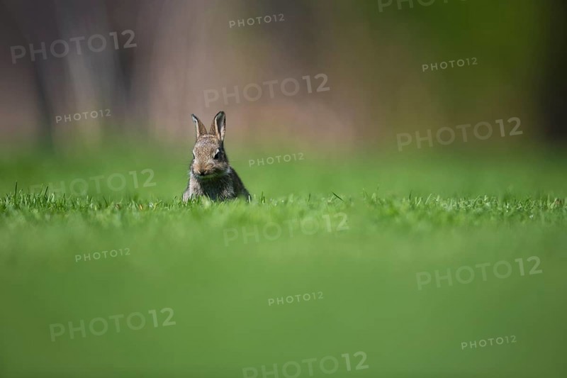 A cropped wild rabbit looks towards the camera in a green meadow