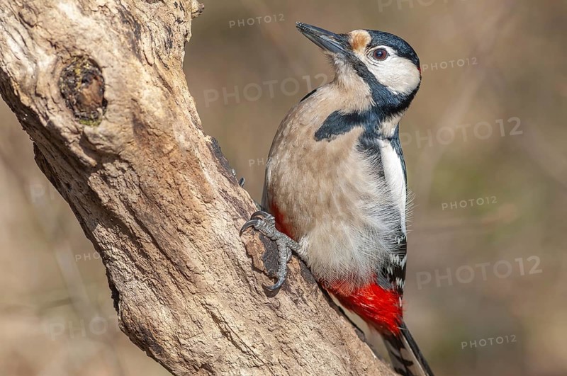 Great Spotted Woodpecker (Dendrocopos major) on a branch in the forest. Bas-Rhin, Alsace, Grand Est, France, Europe