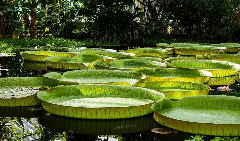 Giant water lily leaves, victoria cruziana in a water pond
