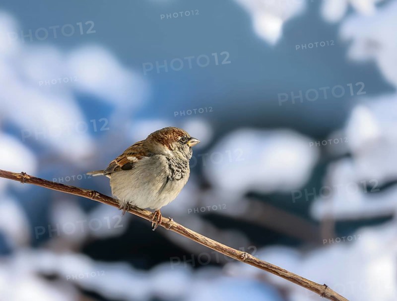 Closeup of a sparrow sitting on a snow covered bush