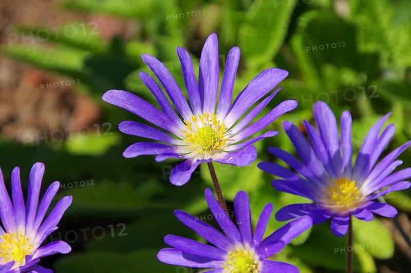 Anemone blue, Greek windflower 01