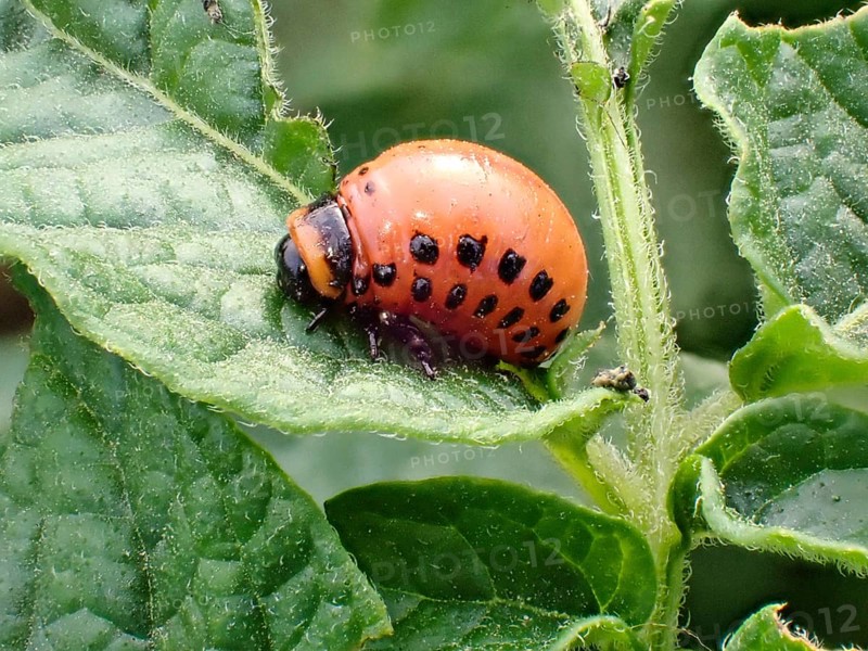 Larva of a Colorado potato beetle (Leptinotarsa decemlineata), Lower Rhine, North Rhine-Westphalia, Germany, Europe