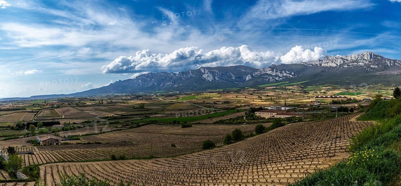 A landscape view of vineyards and mountains in the La Rioja Alavesa region of northern Spain