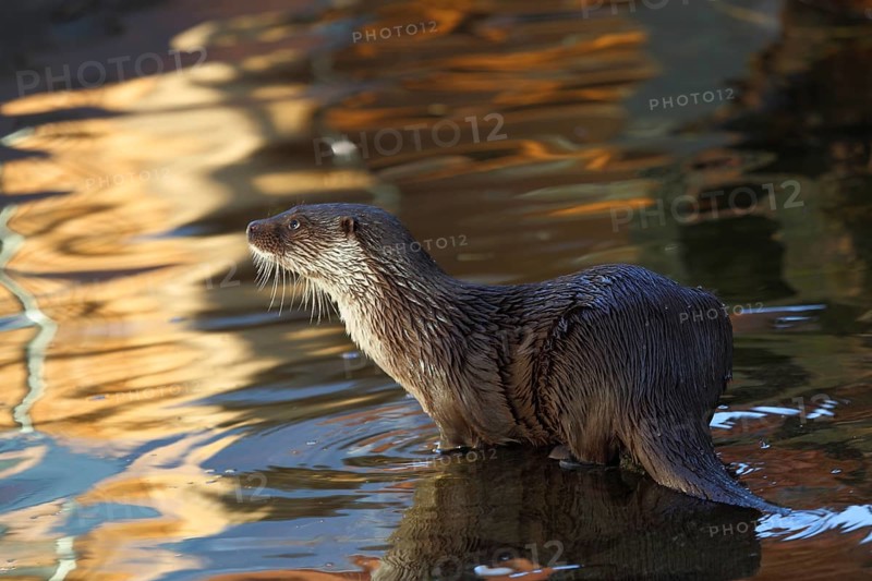Otter (Lutra lutra) in water, captive, Tyrol, Austria, Europe