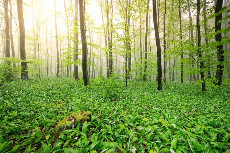 A forest illuminated by sunlight shining through the green leaves and creating a fresh atmosphere, wild garlic (Allium ursinum) growing on the forest floor, Buchberg, Blumberg, Baden-Württemberg, Germany, Europe