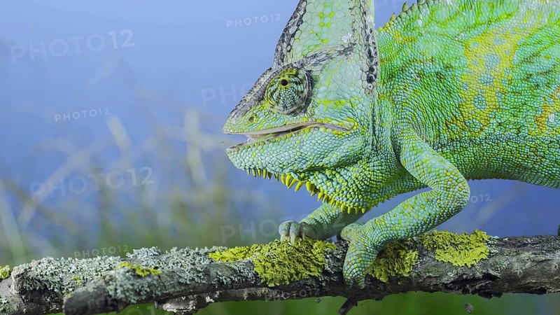 Close-up of mature Veiled chameleon (Chamaeleo calyptratus) eats praying mantis. Cone-head chameleon or Yemen chameleon and Transcaucasian tree mantis (Hierodula transcaucasica)