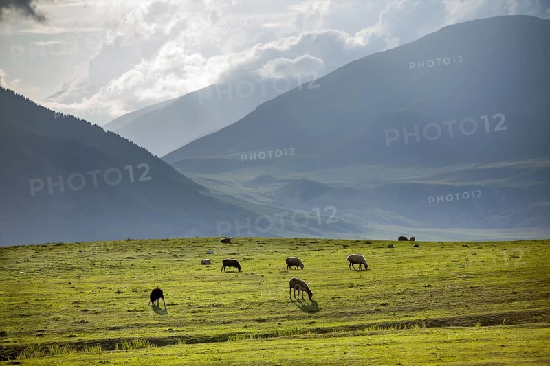 Group of sheeps pasturing in mountains. Kirghizia