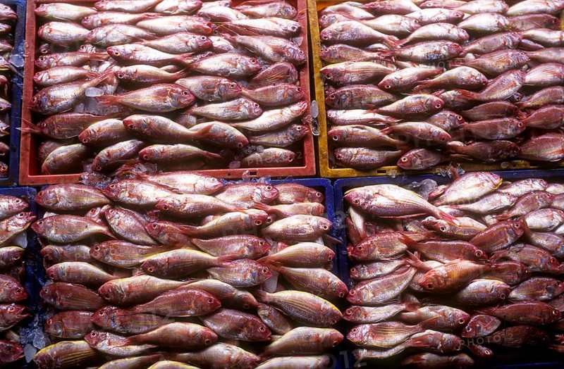 Fish being Packed for delivery to different places, Kerala, South India, India, Asia