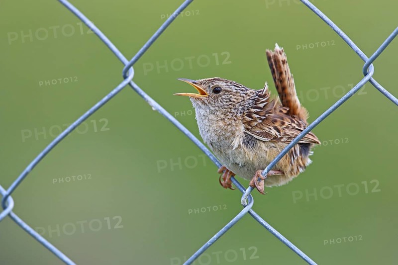 Sedge Wren