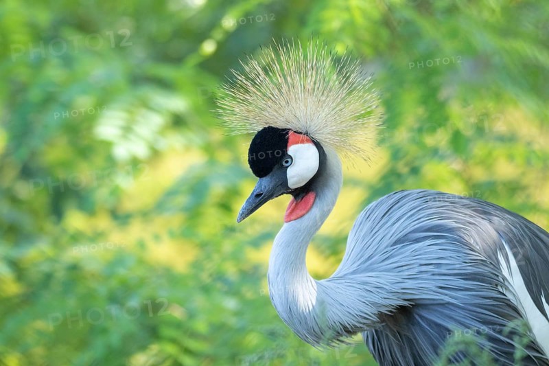 Portrait of grey crowned crane (Balearica regulorum) on green background. Poznan, Poland, Europe