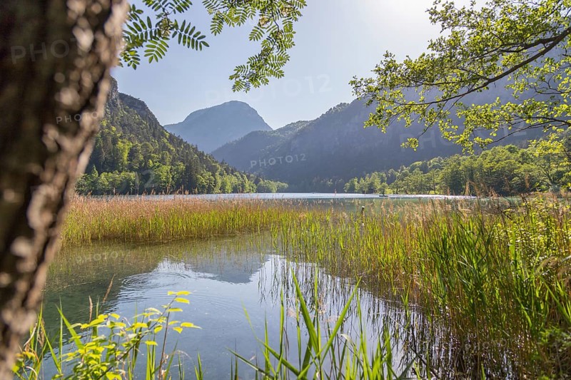 Tranquil sunset lake with reed, Thumsee, Germany, Europe