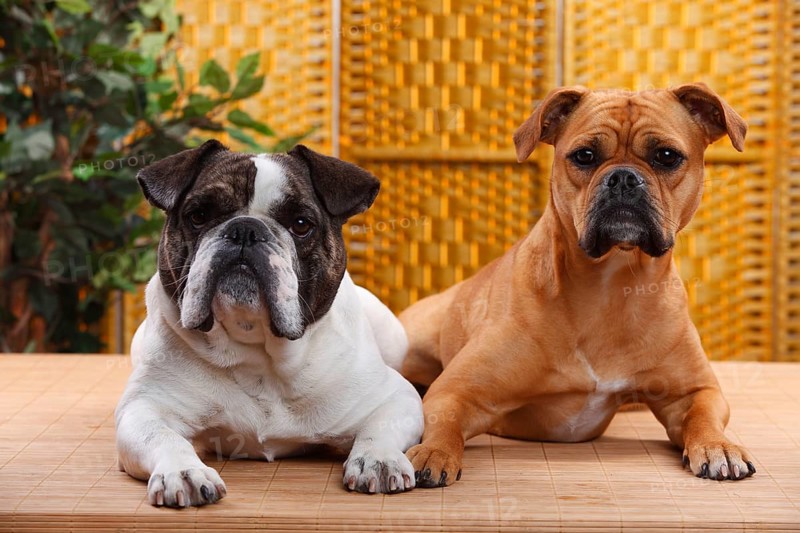 Olde English Bulldog, female, and mixed breed dog (English x French Bulldog), male, Continental Bulldog, Continental Bulldog, Bulldog mix, Bulldog mixed-breed