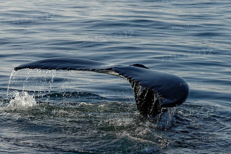 Fluke of humpback whale (Megaptera novaeangliae), Husavik, Iceland, Europe
