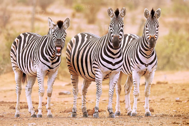 Steppenzebras, eins g