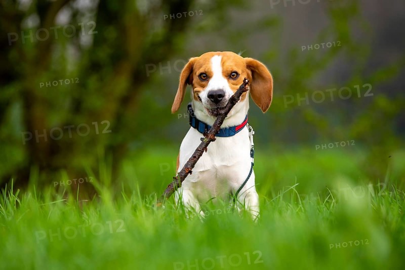 Dog Beagle running and jumping with stick through green grass field in a spring Dog themed background