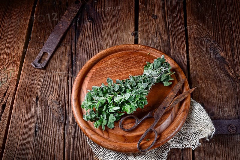 Aromatic oregano (Origanum vulgare)