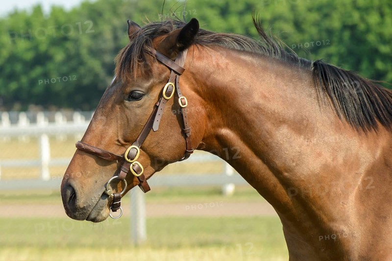 Poonawalla stud farm, pune, maharashtra, india, asia