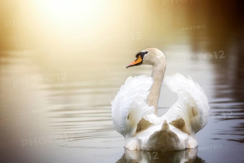 A swan swims on a lake with its wings slightly open