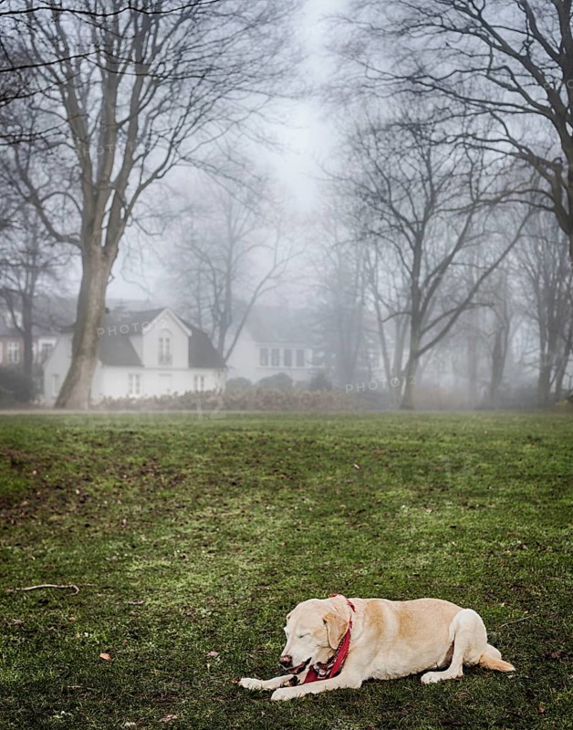 Blonde Labrador in the park in foggy weather, Hamburg 2018