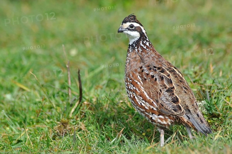 Male Northern Bobwhite, Virginia Quail or Bobwhite Quail, Colinus virginianus, a ground-dwelling bird native to the United States, Mexico, and the Caribbean, and a favourite with gamebird shooters, Central America