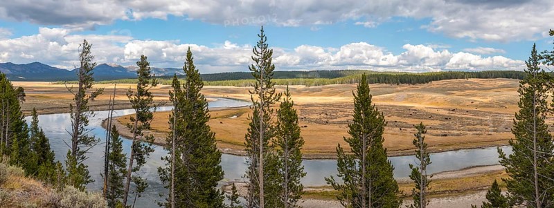 A buffalo herd grazing in the Hayden valley of Yellowstone NP, USA, North America